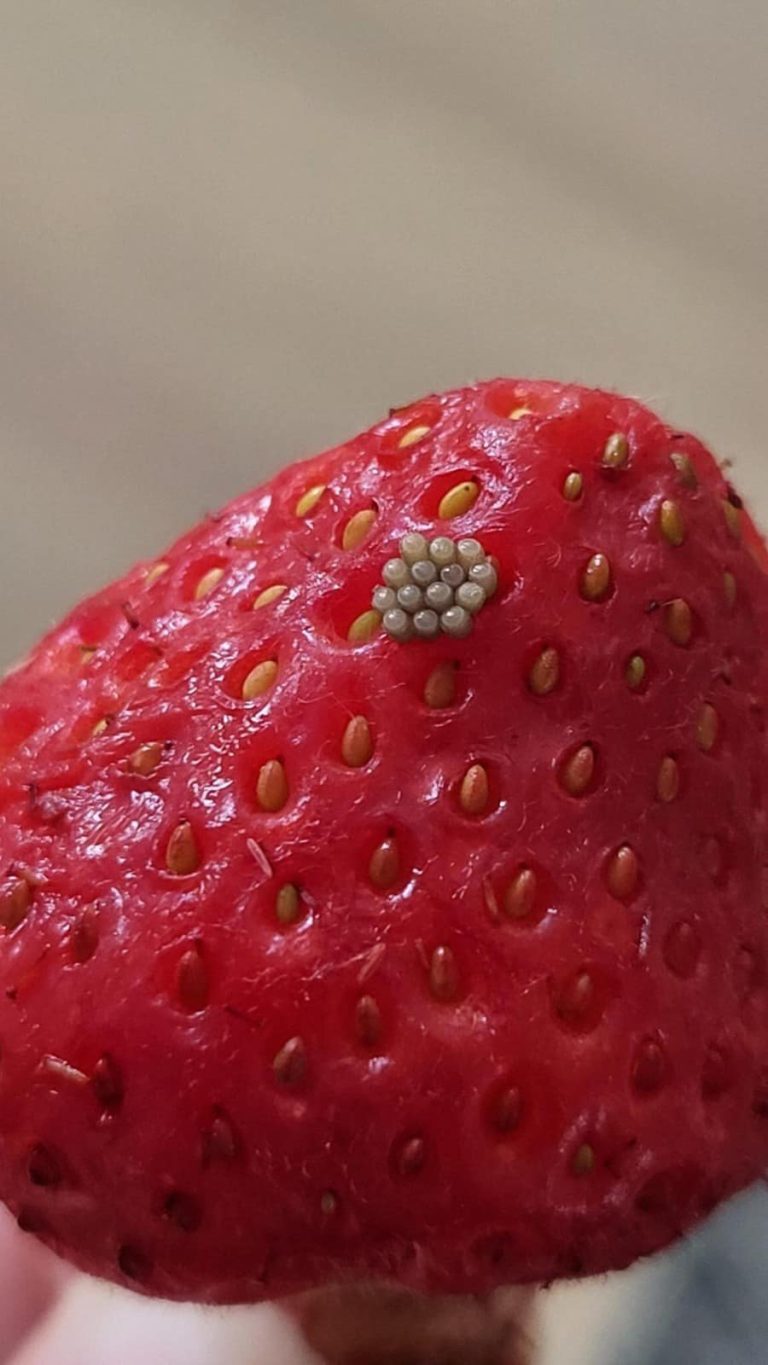 🍓 White Wiggling Things in Berries After a Salt Water Soak — Should You Throw Them Away?