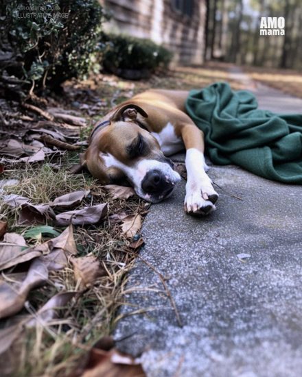 Four Years after My Husband Went Missing, a Dog Brought Me the Jacket He Was Wearing on the Day He Disappeared