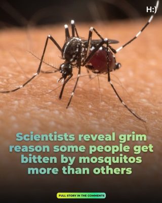 Scientists Reveal Grim Reason Some People Get Bitten By Mosquitoes More Than Others Uncovering Hidden Biological Factors Like Body Chemistry Blood Type And Carbon Dioxide Output That Make Certain Individuals Irresistible Targets While Others Escape Unnoticed Sparking Fascination And Concern Over What Truly Attracts These Persistent Insects To Specific Humans More Than Anyone Else