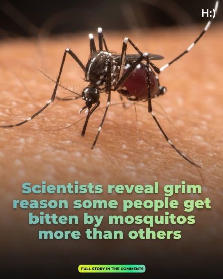 Scientists Reveal Grim Reason Some People Get Bitten By Mosquitoes More Than Others Uncovering Hidden Biological Factors Like Body Chemistry Blood Type And Carbon Dioxide Output That Make Certain Individuals Irresistible Targets While Others Escape Unnoticed Sparking Fascination And Concern Over What Truly Attracts These Persistent Insects To Specific Humans More Than Anyone Else