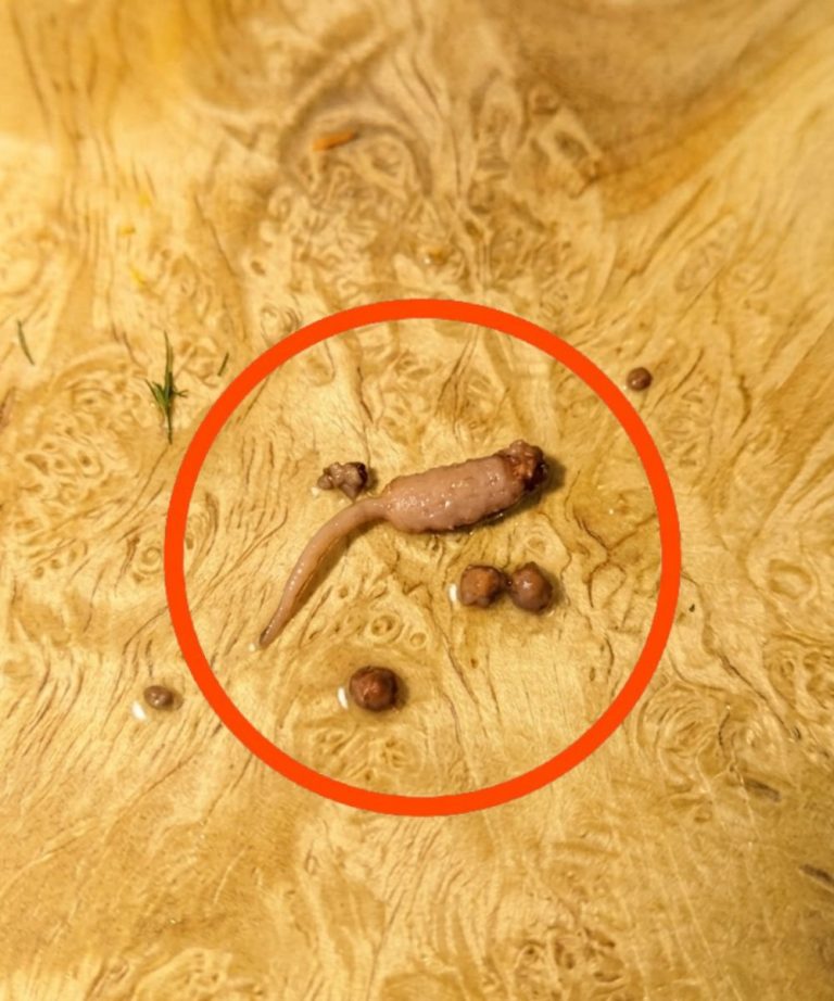 I was cooking ground beef and when I took it out of the pan, I noticed a strange object that didn’t look like beef.