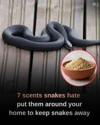 7 Scents Snakes Hate: How Cinnamon, Clove, Garlic, Citrus, Peppermint, Ammonia, and Sulfur Can Naturally Keep Them Away—Discover Smart, Strategic Ways to Use These Powerful Smells Around Your Home to Deter Snakes, Improve Safety, and Maintain a Serpent-Free Space Without Harsh Chemicals or Expensive Pest Control Services