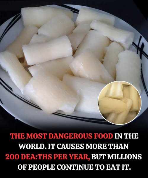 Toxic if improperly prepared: another side of a widely consumed food worldwide